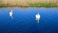 A pair of great white whooper swans swims in a lake with reflection in the water. Royalty Free Stock Photo