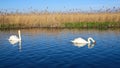 A pair of great white whooper swans swims in a lake with reflection in the water. Royalty Free Stock Photo