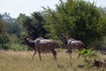 Two kudu bulls wander through the African bush Royalty Free Stock Photo
