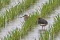 A pair of Greater painted-snipe in Japanese rice field Royalty Free Stock Photo