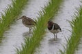 A pair of Greater painted-snipe in Japanese rice field Royalty Free Stock Photo