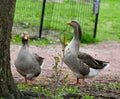 A Pair of Greater White-fronted Geese #1