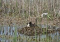 Pair of grebes and floating nest