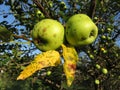 Pair of Green Apples in August Royalty Free Stock Photo