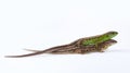 Pair of green and brown sand lizards Lacerta agilis Linnaeus isolated