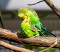 A pair of green budgies (Melopsittacus undulatus) making love on a branch