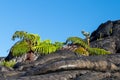 Ferns growing out of black lava flow. Blue sky in background. In Volcano National Park, Hawaii Royalty Free Stock Photo