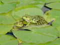 Pair of green frogs Royalty Free Stock Photo