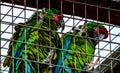 Military macaw parrots in a birdcage Royalty Free Stock Photo