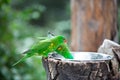 Pair of green parrots drinking water from drinkers Royalty Free Stock Photo