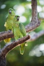 Pair of green parrots sit on tree Royalty Free Stock Photo