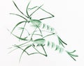 Pair of green prawns drawn in sumi-e style