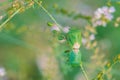 Mating green stinkbug Royalty Free Stock Photo