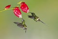 Pair of Green Thorntails feeding on flowers in the tropical forest of Ecuador