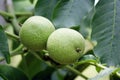 A pair of green walnuts growing on a walnut branch