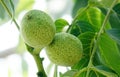 A pair of green walnuts growing on a walnut branch