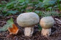 Pair of Greencracked Brittlegill mushrooms Royalty Free Stock Photo