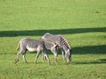 Grevys Zebras Royalty Free Stock Photo