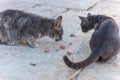 A pair of grey cats eating food at the square in Dome of rock, Jerusalem, Israel Royalty Free Stock Photo