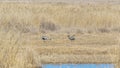 Pair of grey cranes among the reeds