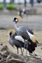 Pair of Grey Crowned Crane most beautiful bird with golden crested white face red dot on its neck and grey feathers Royalty Free Stock Photo