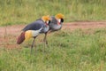 Pair of Grey Crowned Cranes Foraging