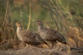 A pair of Grey francolin at Khamis, Bahrain Royalty Free Stock Photo