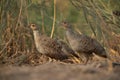 A pair of Grey francolins at Khamis, Bahrain. Selective focus on the back