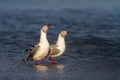 Pair of Grey-headed gulls. Royalty Free Stock Photo