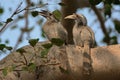 Pair of grey horn bil Royalty Free Stock Photo