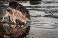 Pair of Grey Wolves Canis lupus Look Into River