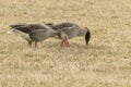 A pair of Greylag goose Anser anser feeding Royalty Free Stock Photo