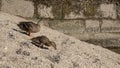 Pair of greylag goose goslings portrait on sandy river bank in summer Royalty Free Stock Photo