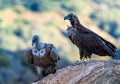 Pair of Griffon Vulture and Black Vulture Royalty Free Stock Photo