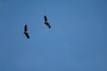 Pair of griffon vultures Gyps fulvus in flight.