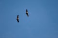 Pair of griffon vultures Gyps fulvus in flight.