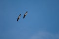 Pair of griffon vultures Gyps fulvus in flight.