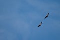 Pair of griffon vultures Gyps fulvus in flight.