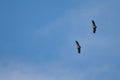 Pair of griffon vultures Gyps fulvus in flight.