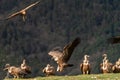Pair of griffon vultures