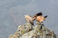 Pair of Griffon Vultures on a Rock