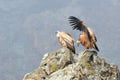 Pair of Griffon Vultures on a Rock Royalty Free Stock Photo