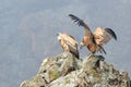 Pair of Griffon Vultures on a Rock