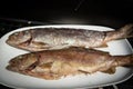 Pair of grilled trouts on a white plate