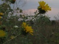 A pair of grindelia flowers grow in the countryside