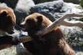 Pair of Grizzly Bears on a Fallen Log Royalty Free Stock Photo