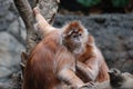 Pair of Grooming Langur Monkeys Together