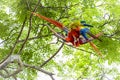 Pair grooming scarlet macaws, Ara macao or Arakanga Royalty Free Stock Photo