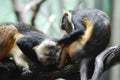 Pair of Grooming Wolf`s Guenon Monkeys in the Wild Royalty Free Stock Photo