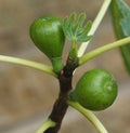 A pair Growing figs